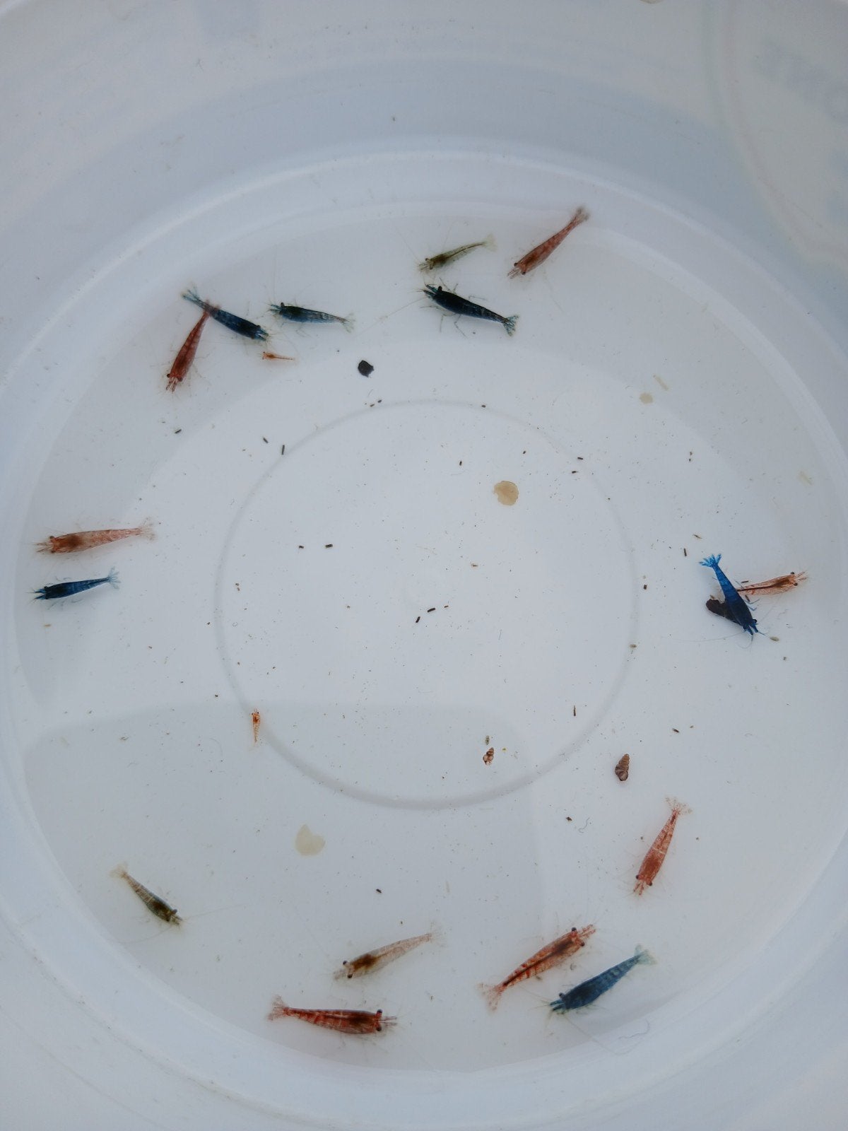 garnalenmix neocaridina (15 voor 10euro), Dieren en Toebehoren, Kreeft, Krab of Garnaal