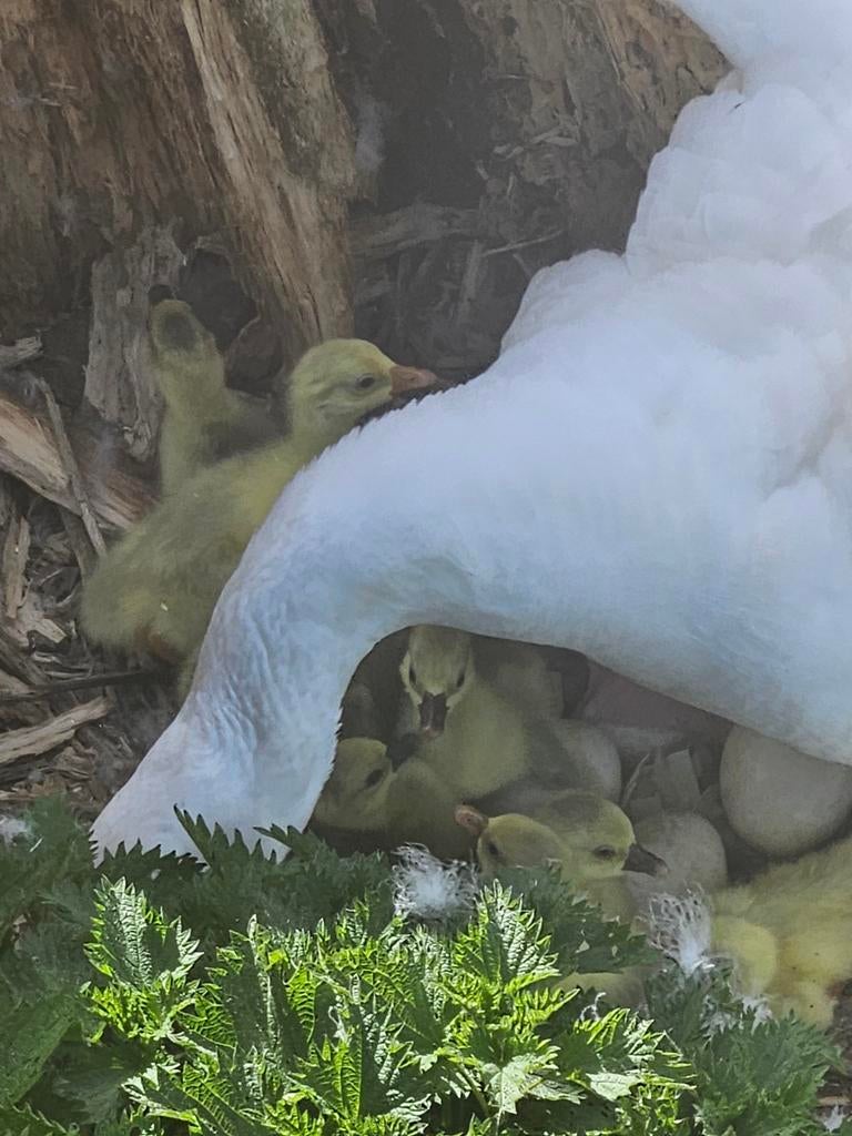 Ganzenkuikens, Dieren en Toebehoren