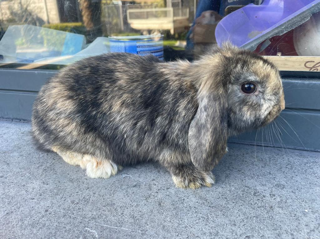 Minilop konijntje, Dieren en Toebehoren, Konijnen