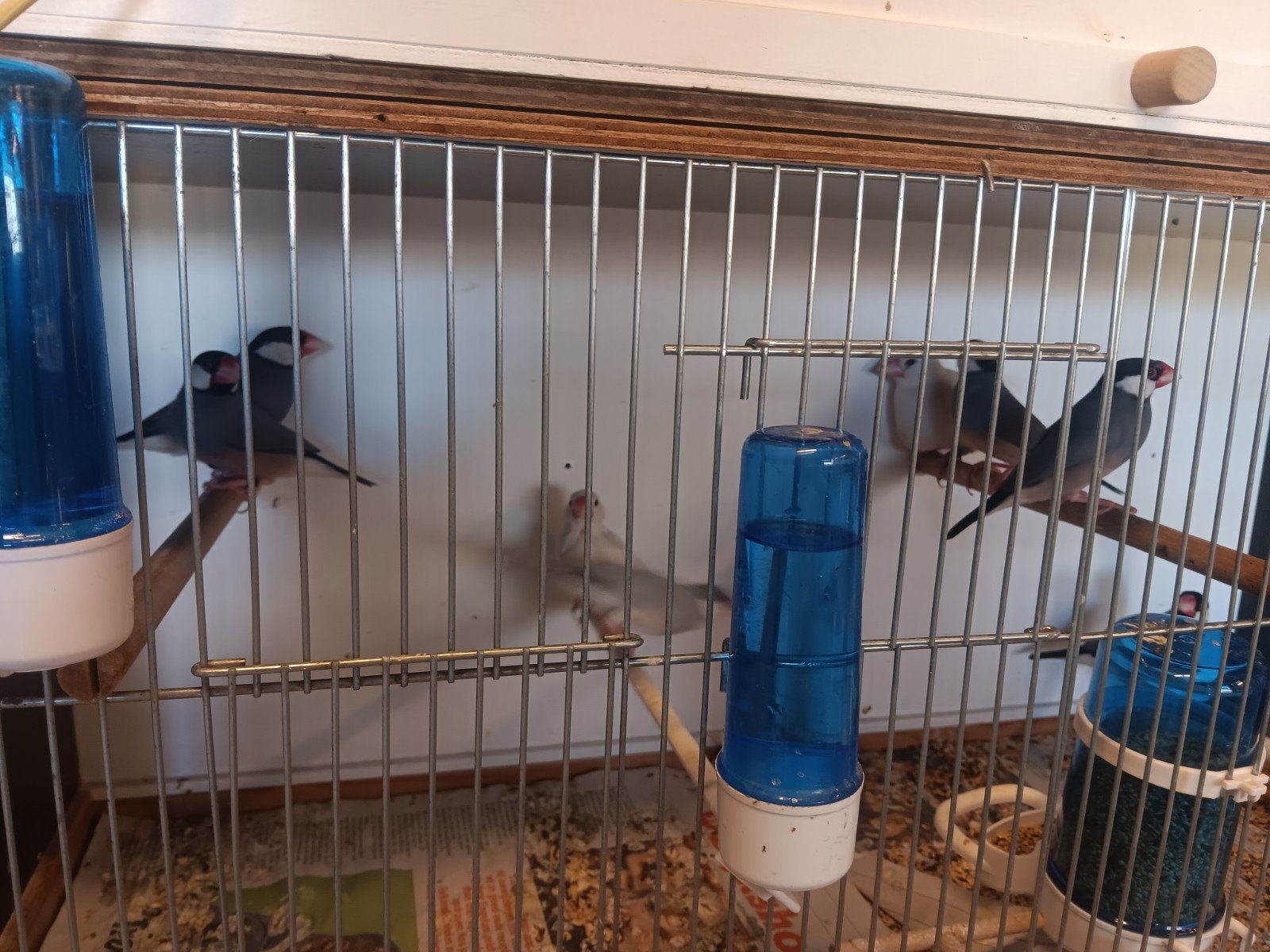 rijstvogels