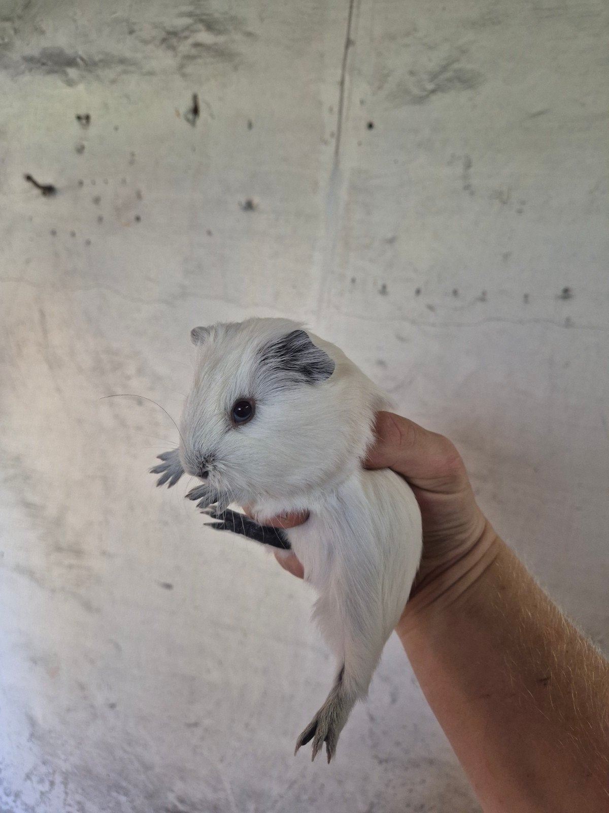 cavia zeug wit cali zwart, Dieren en Toebehoren, Juli, Vrouwelijk, Cavia