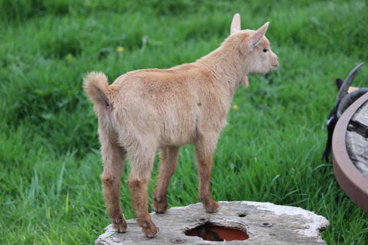 Geitenlammetjes, Dieren en Toebehoren, Mannelijk, Geit, 0 tot 2 jaar