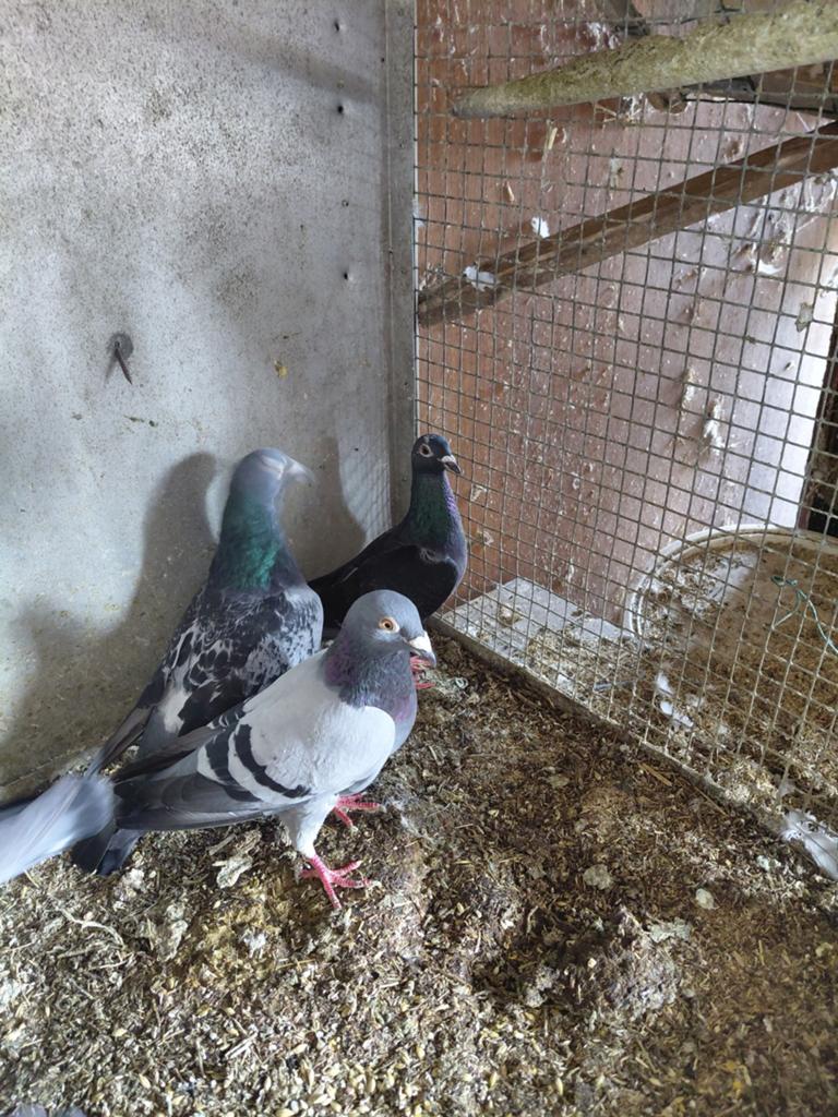 Pigeons