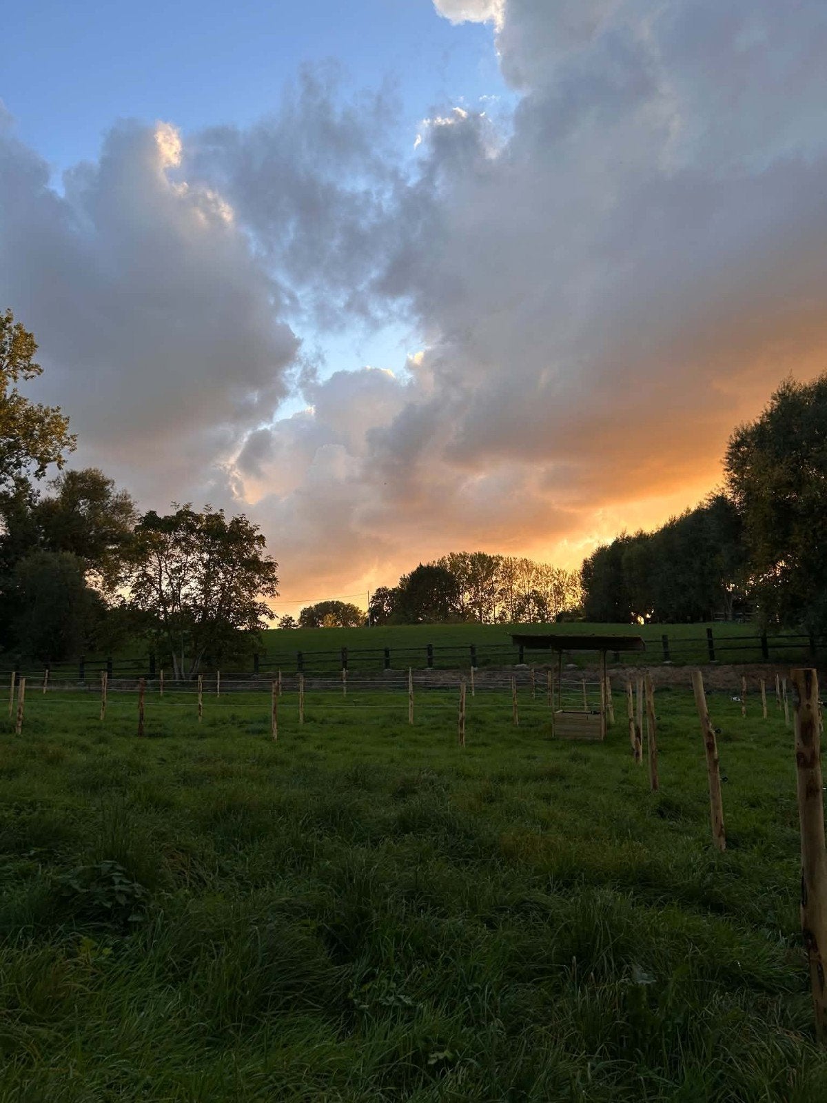 paddock paradise/weide regio Strijtem (Roosdaal)