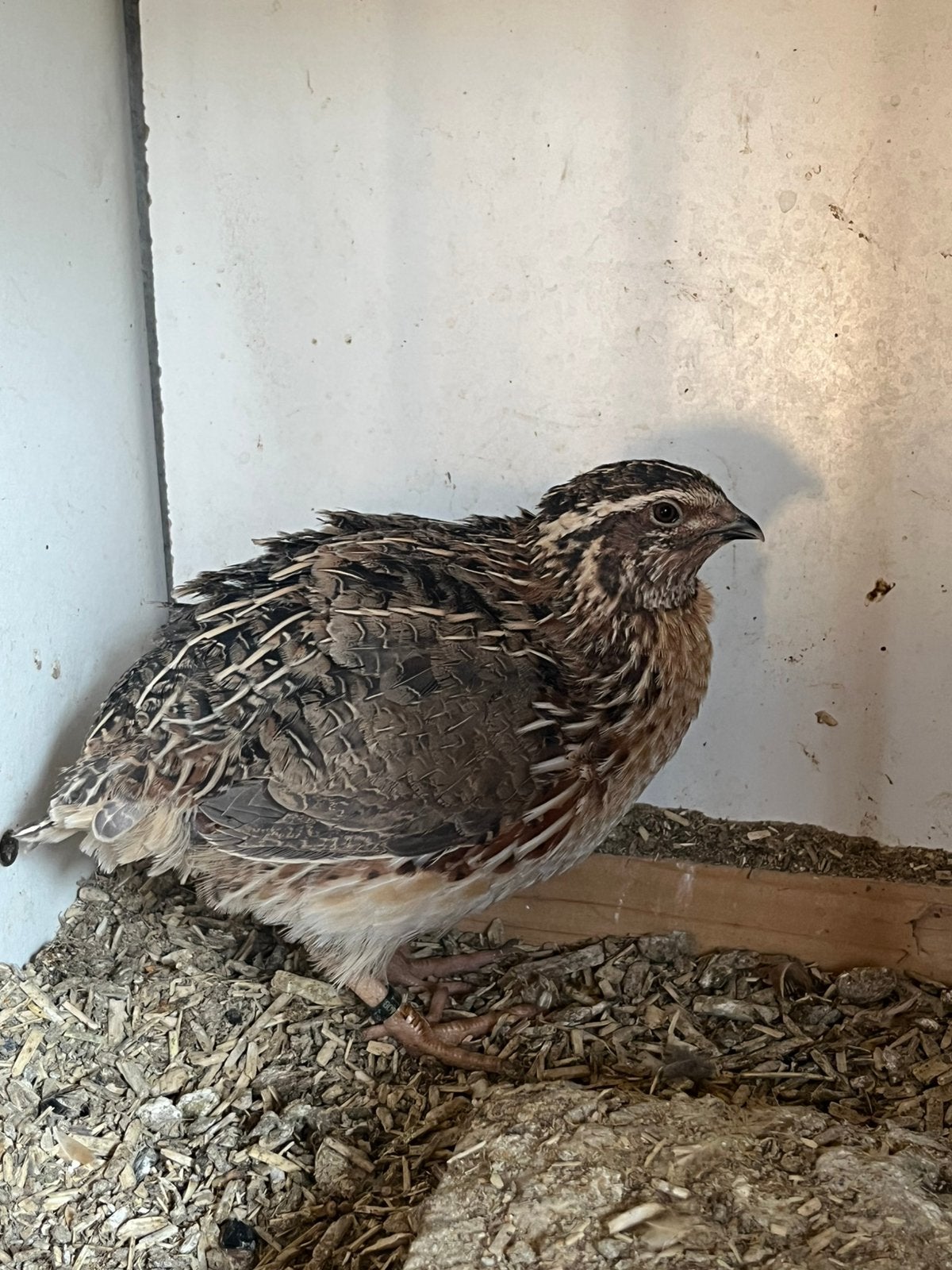 Japanse kwartels, Dieren en Toebehoren, Meerdere dieren, Tropenvogel, Geringd