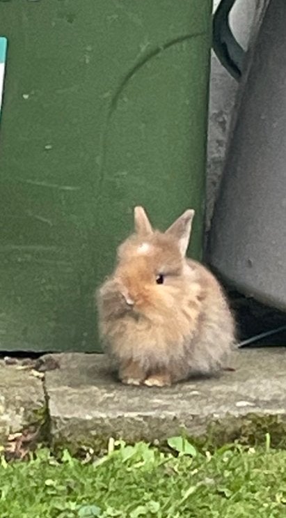 Dwergkonijntje, Dieren en Toebehoren, Geslacht onbekend, Dwerg, 0 tot 2 jaar