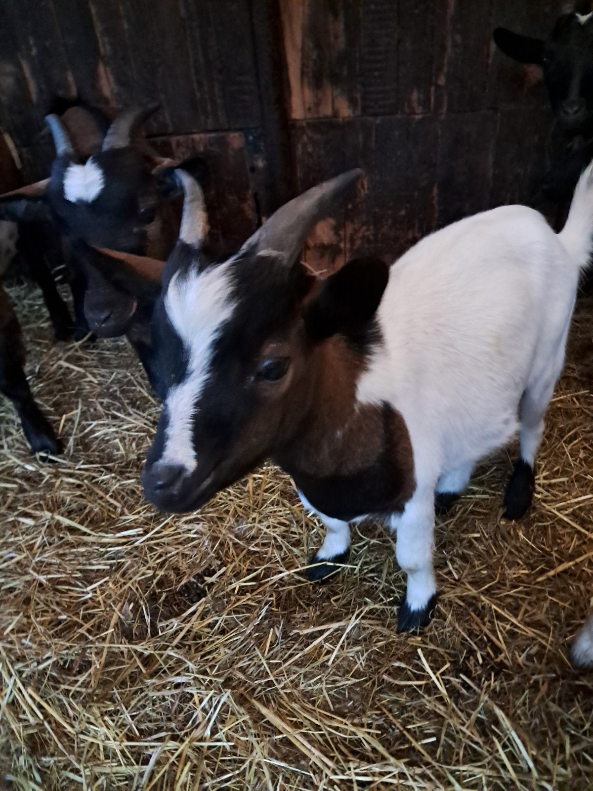 dwerggeitjes bokjes, Dieren en Toebehoren
