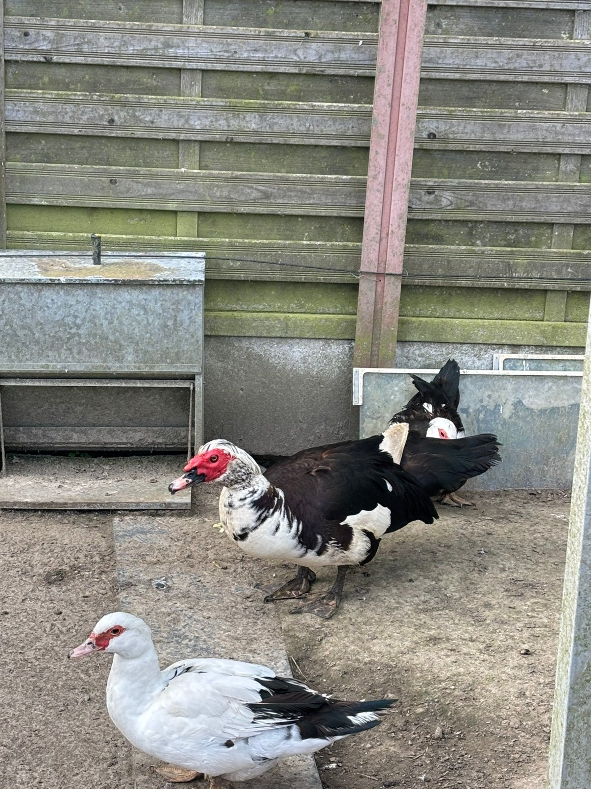Woerd  eend barberie, Canard