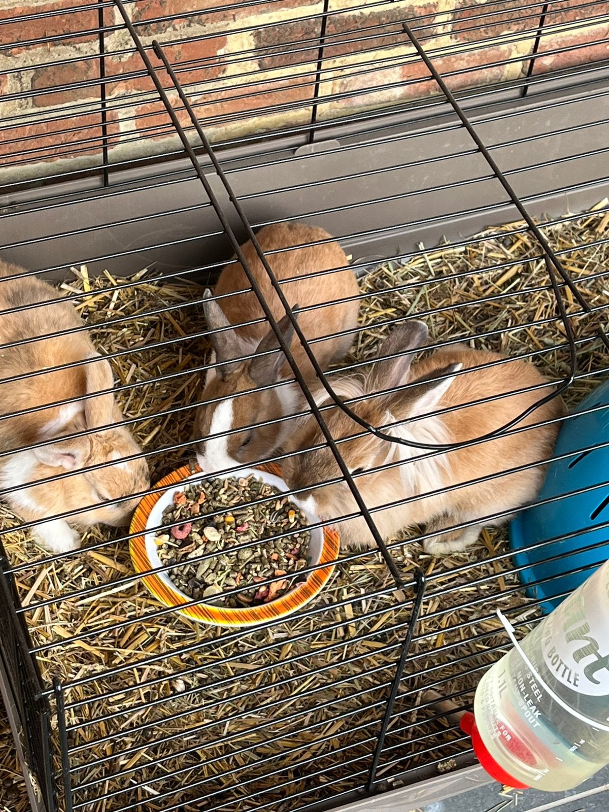 Dwerg konijntjes, Animaux & Accessoires, Lapins, Mâle, Nain, 0 à 2 ans