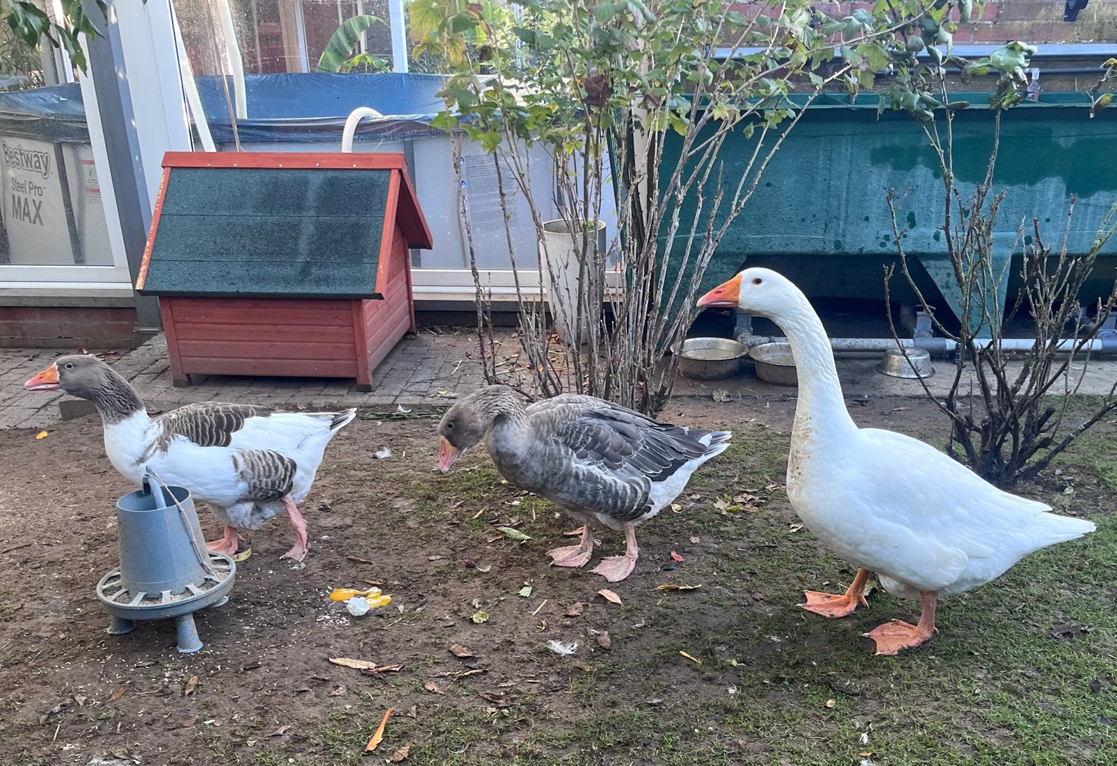 Trio ganzen zoeken nieuwe thuis, Dieren en Toebehoren, Meerdere dieren, Gans of Zwaan