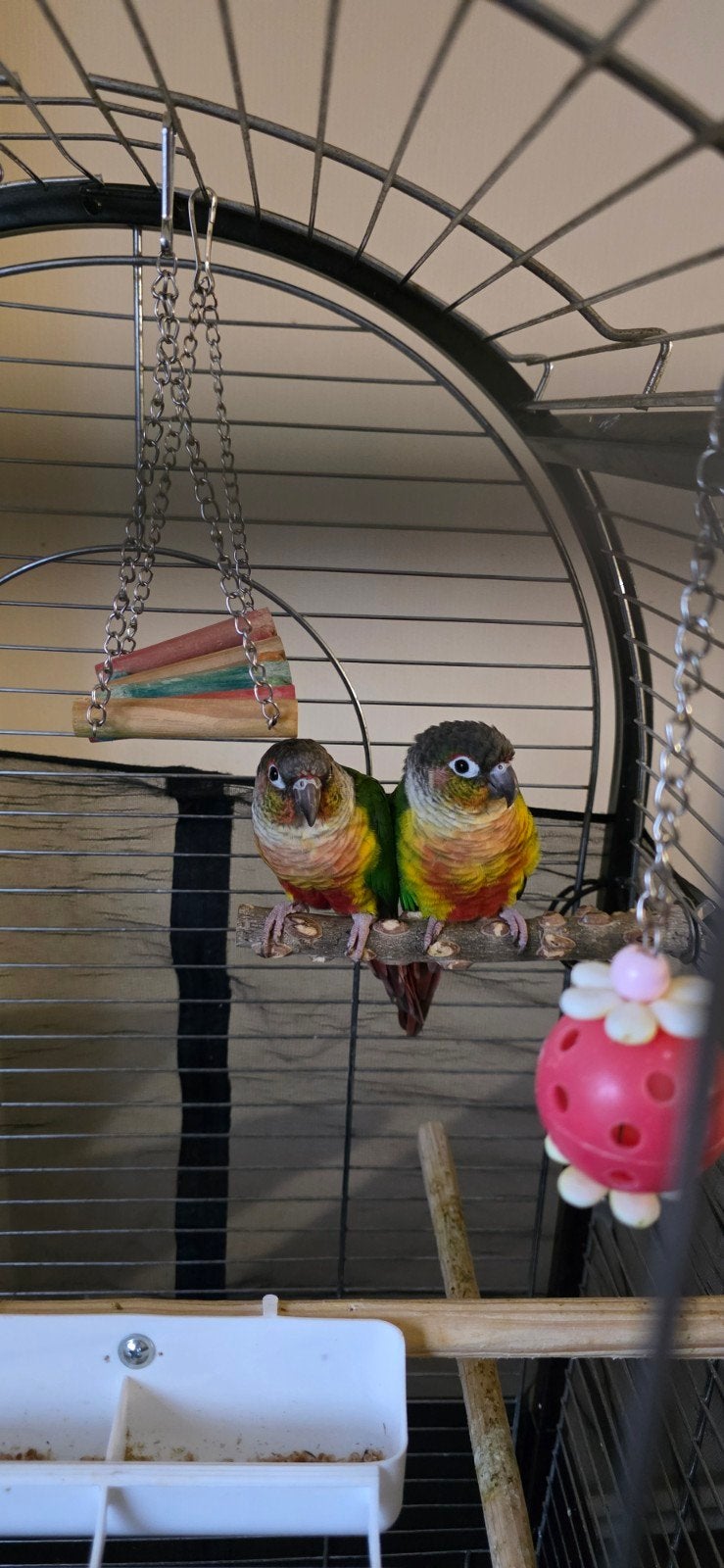 Twee mooie Pyrrhura's van 1 jaar oud (Mila en Loli), Tam