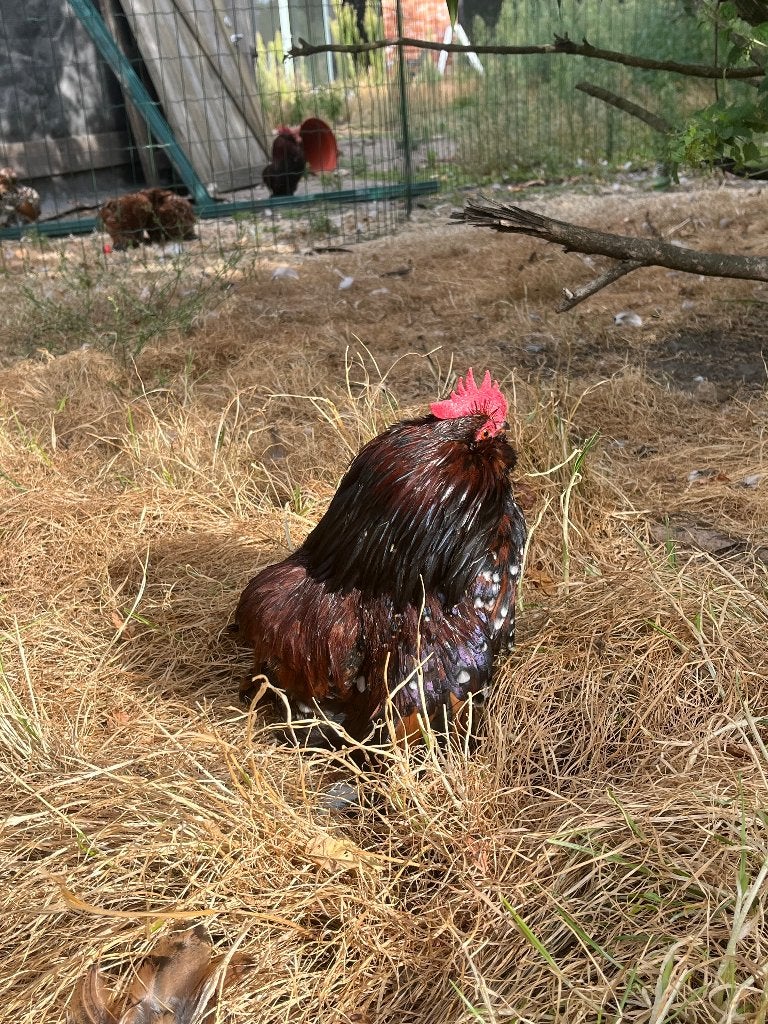 Ukkelse en everbergse baardkrielen