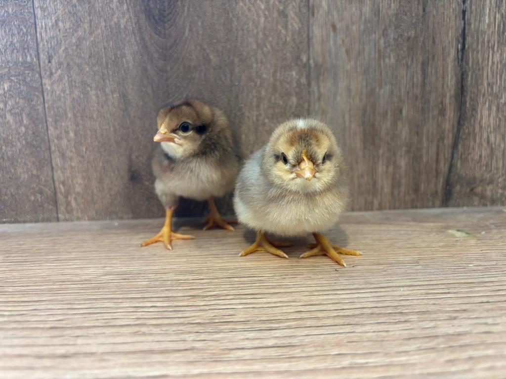 Cream legbar hen kuikens