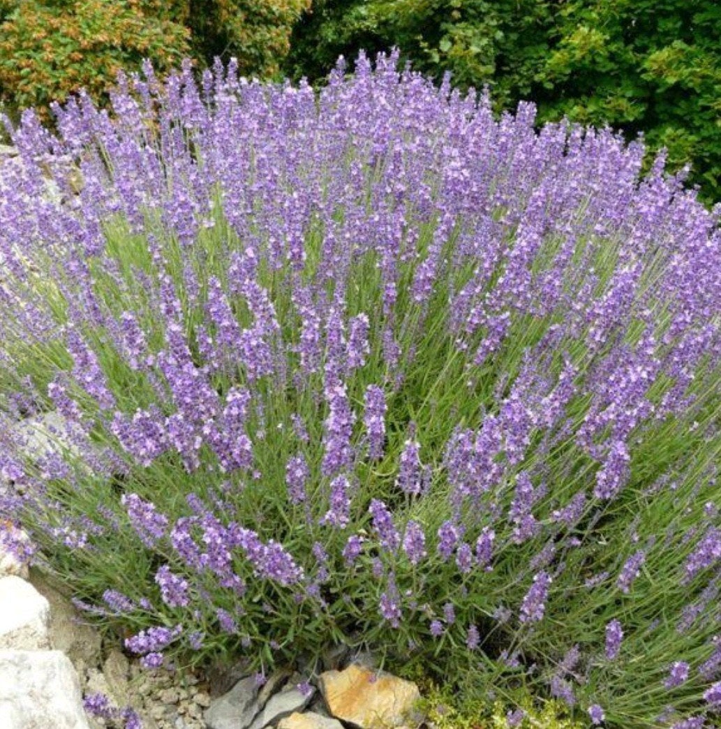 Lavendel Hidcote en Munstead, Tuin en Terras, Ophalen, Volle zon