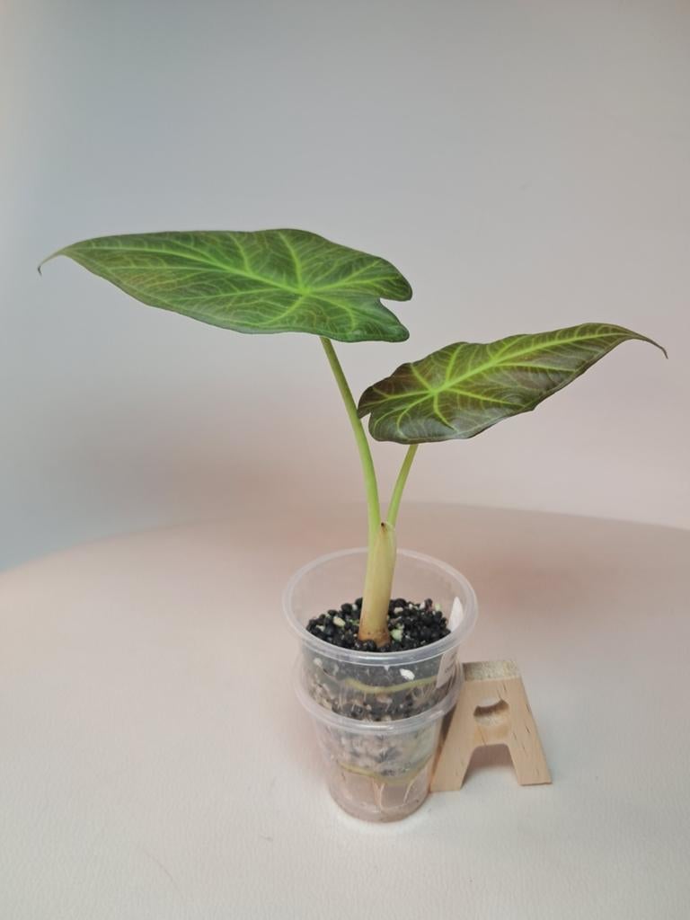 Alocasia Regal Shield, Maison & Meubles, Plantes d'intérieur, Enlèvement