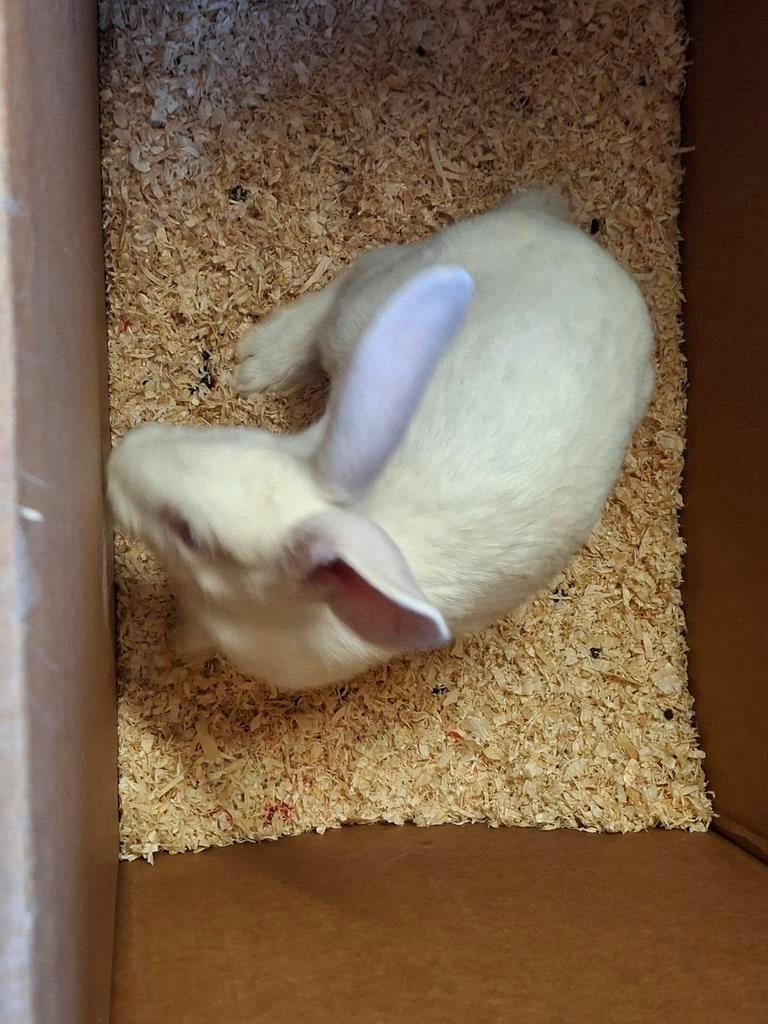 Lapins blancs de Termonde (à maturité), Plusieurs animaux, Grand, 0 à 2 ans