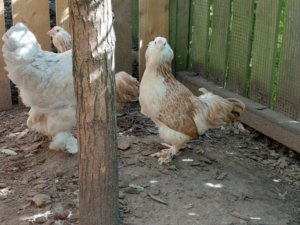 Faverolle kriel, Dieren en Toebehoren, Pluimvee