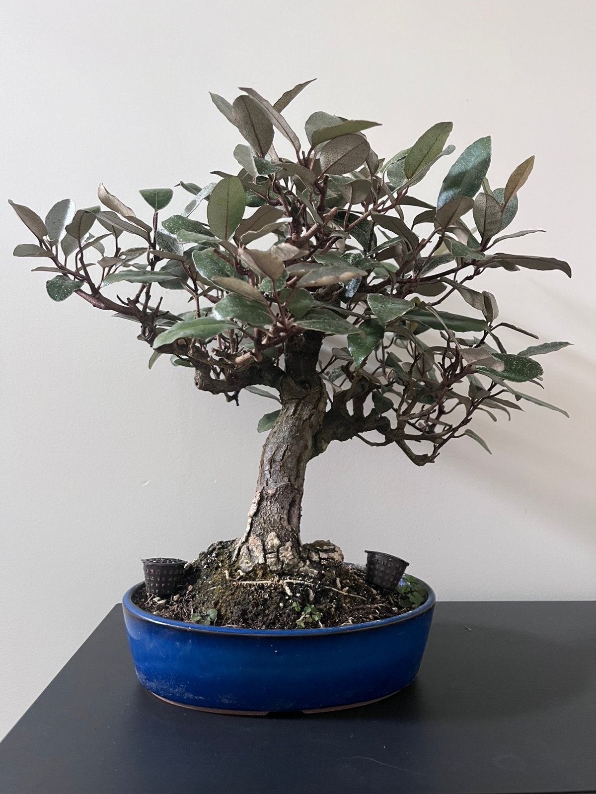 Elaeagnus Olijfwilg Bonsai, Tuin en Terras, Planten | Bomen, Ophalen