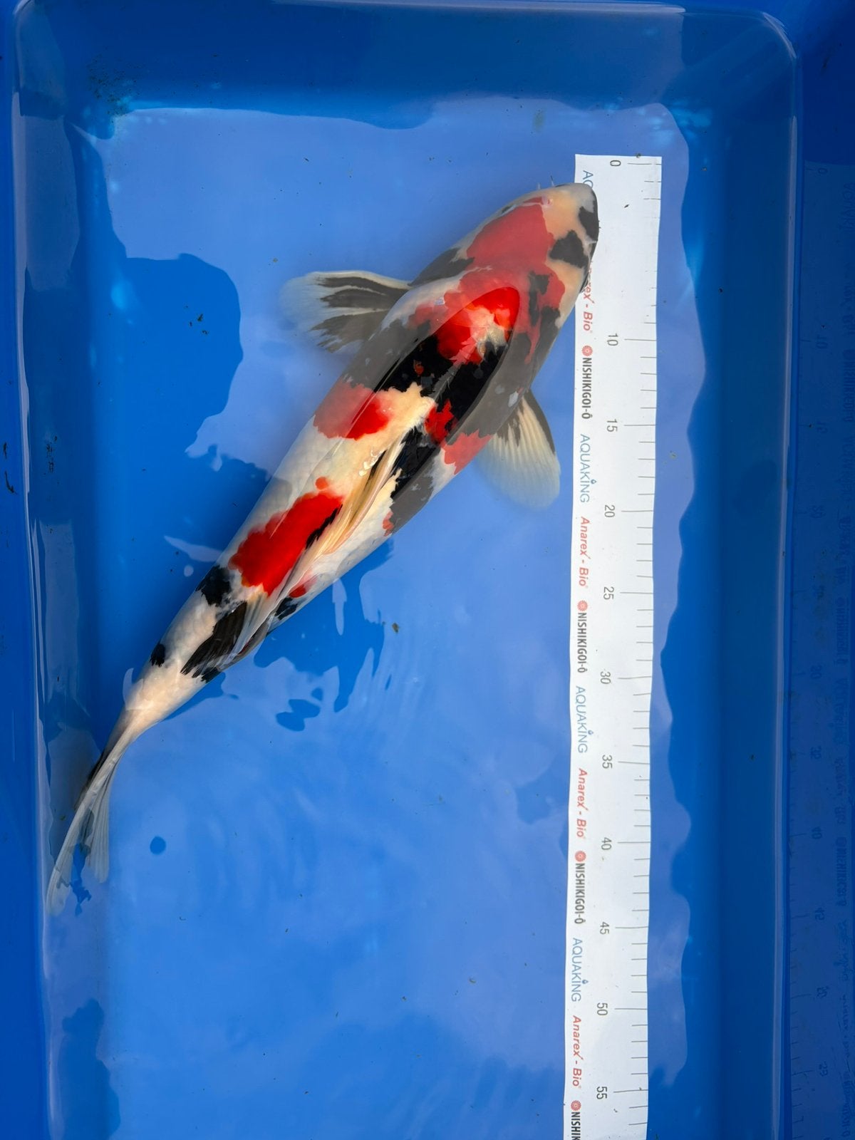 Prachtige showa, kansuke, 45-50 cm, 2 jaar, Dieren en Toebehoren