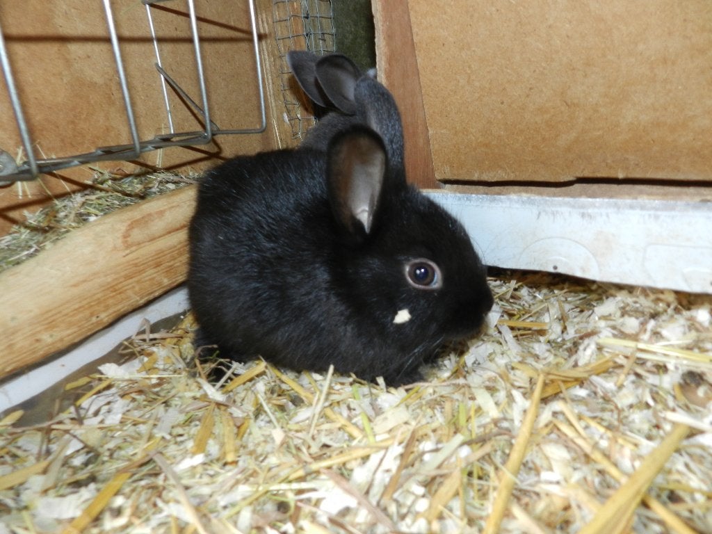 Dwergkonijn, Dieren en Toebehoren, Mannelijk, Dwerg