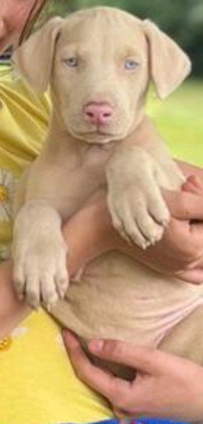 Chiots Doberman blancs à vendre, Animaux & Accessoires, Chiens | Bouledogues, Pinschers & Molossoïdes, Plusieurs animaux, Autres races