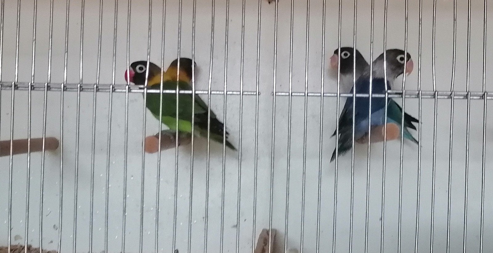 dwergpapegaai personata, Dieren en Toebehoren