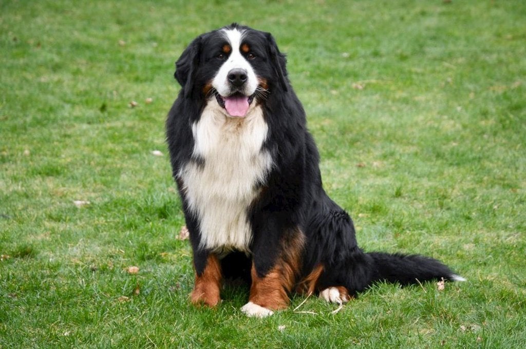 Berner Sennen dekreu - met stamboom, Dieren en Toebehoren, 6 jaar of ouder, België, Reu, CDV (hondenziekte)