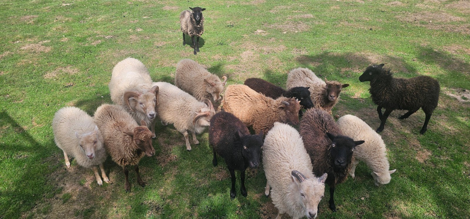 ouessant Ram 6M, Dieren en Toebehoren, Mannelijk, Schaap, 0 tot 2 jaar