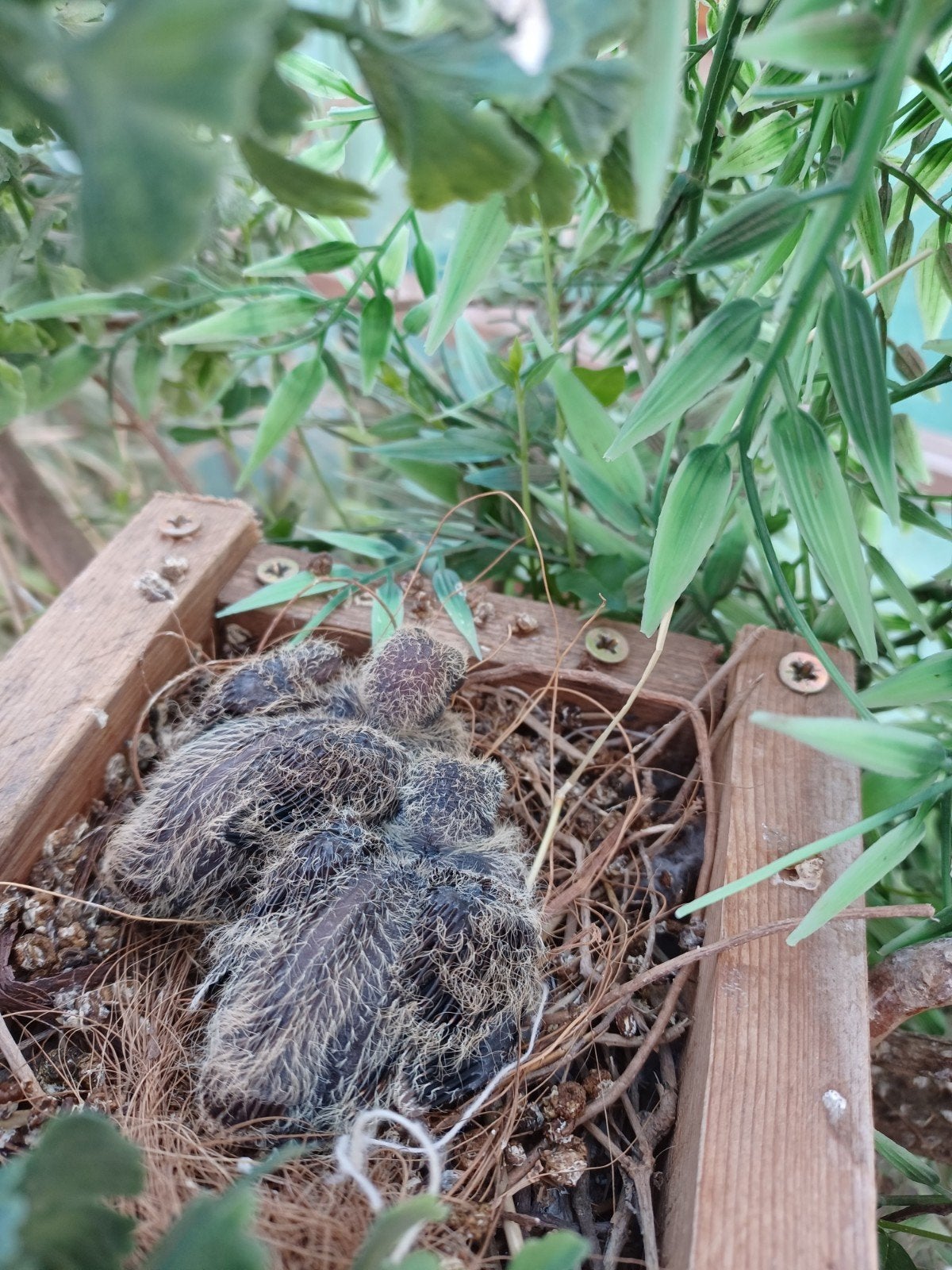 blauwe grondduifjes 2026, Dieren en Toebehoren