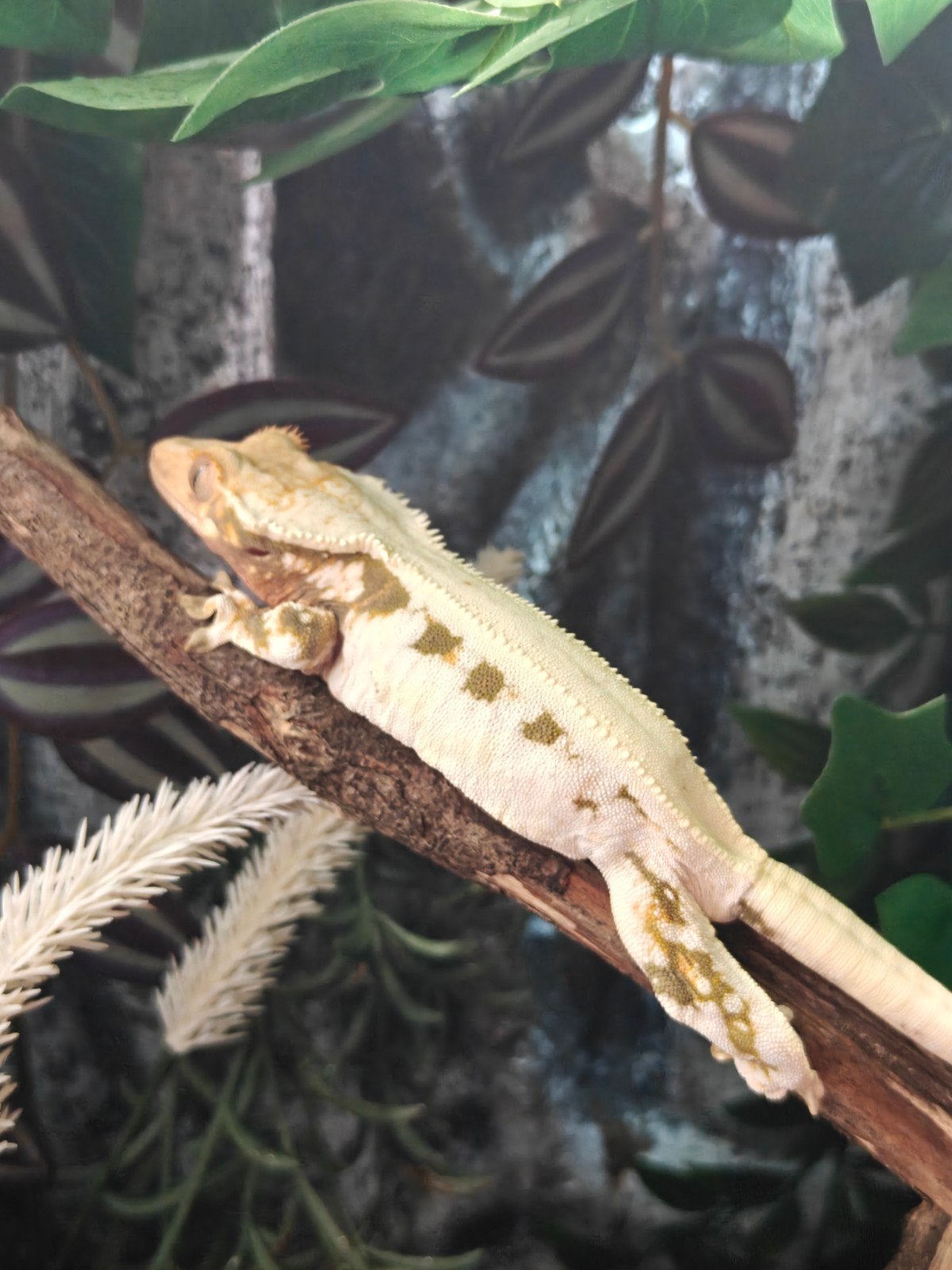 Wimpergecko LW vrouw