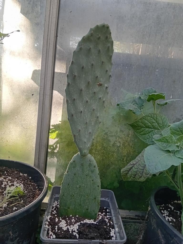 Opuntia, Ophalen