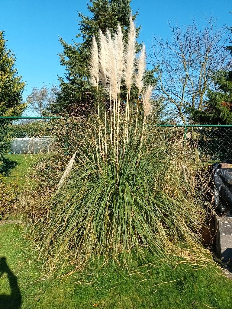 Struik, Jardin & Terrasse, Plantes | Arbustes & Haies, Enlèvement, Autres espèces, Arbuste, Moins de 100 cm
