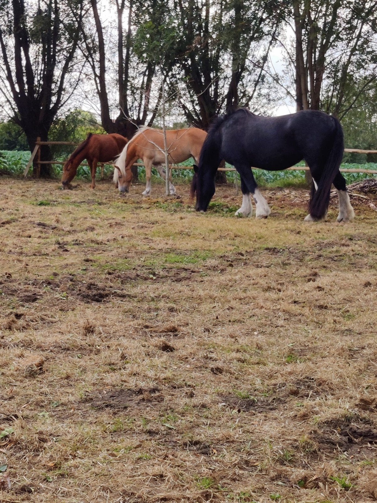 Stalmeisje gezocht Beernem, Dieren en Toebehoren, Paarden