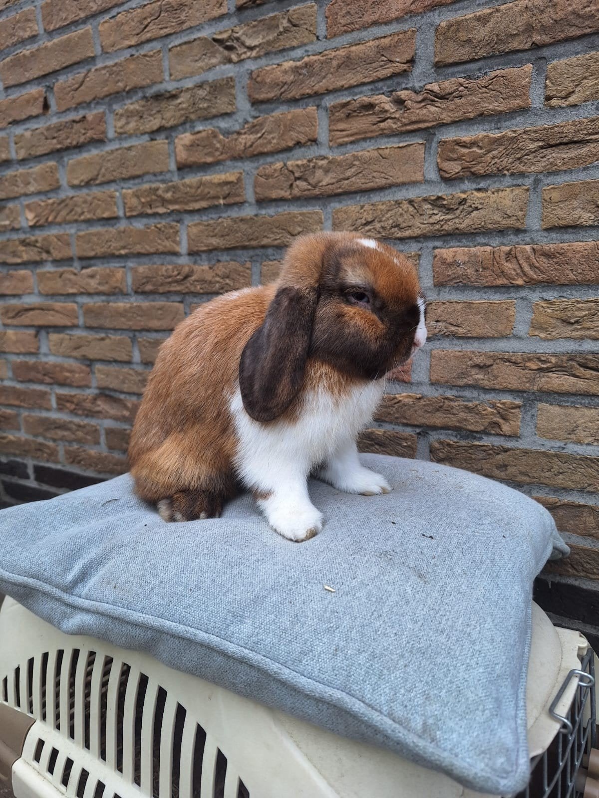 Minilop rammetje, Dieren en Toebehoren, Konijnen, Dwerg, Mannelijk, 0 tot 2 jaar, Hangoor