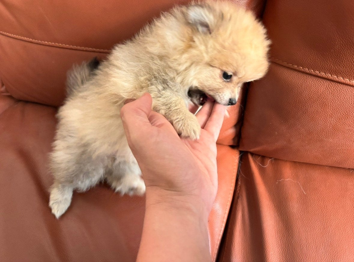 Laatste pomeriaan pup/dwergkeesje vader 2.1kg!, België, Fokker | Hobbymatig, Keeshond, Reu