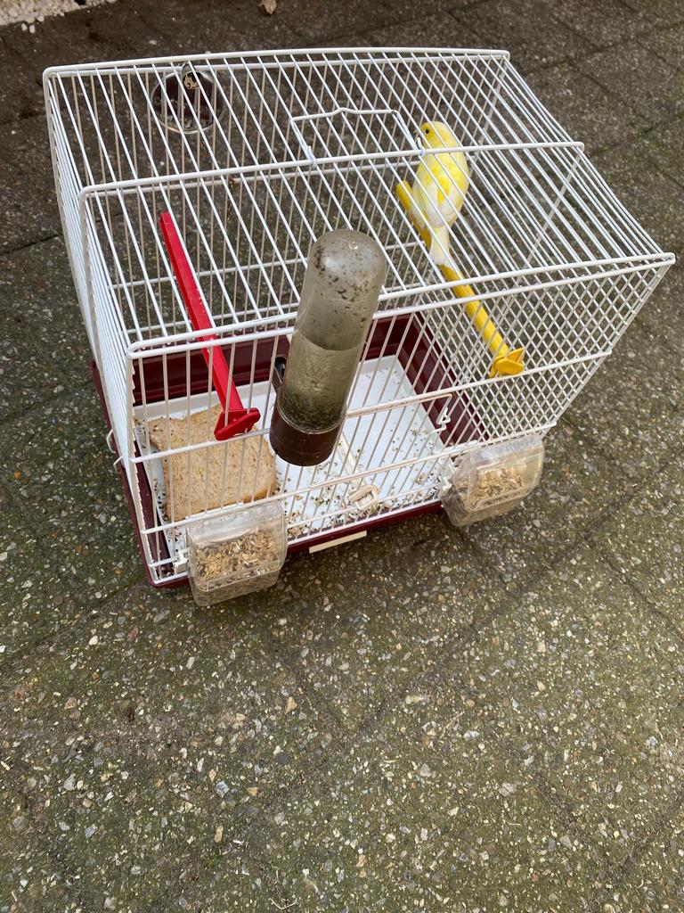 Kanarie met kooi alles erbij(man), Dieren en Toebehoren, Pluimvee