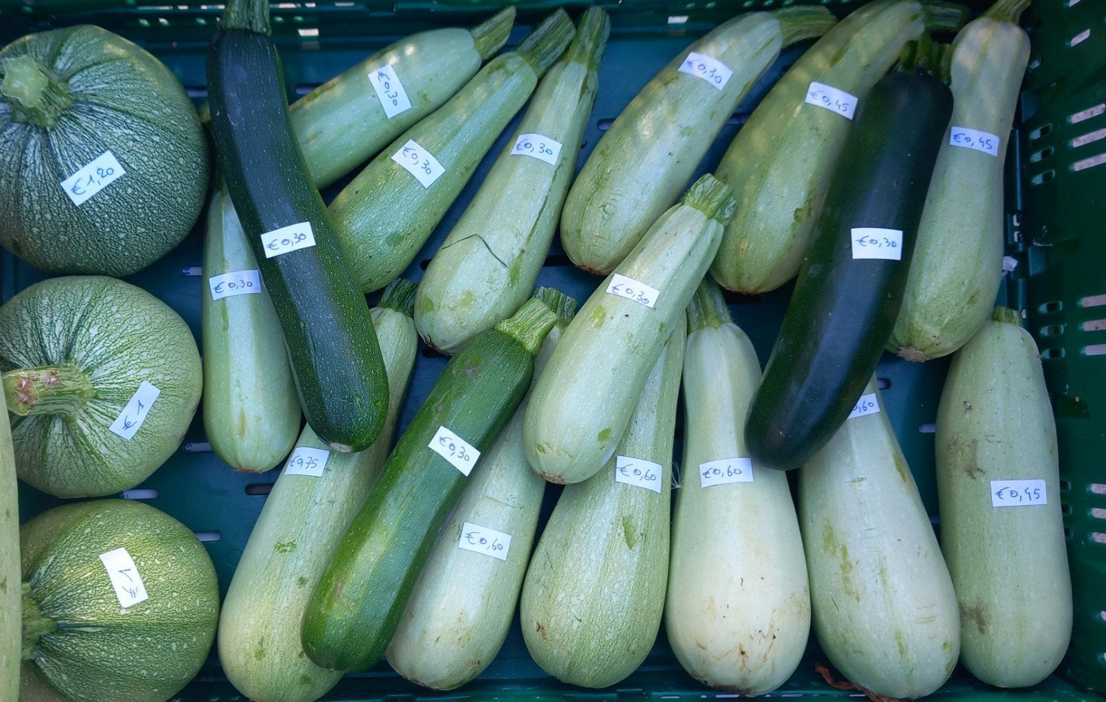 Verse courgette, Ophalen
