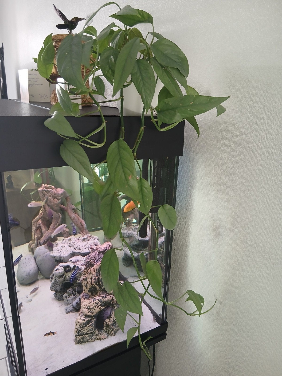 epipremnum cebu blue, Ophalen