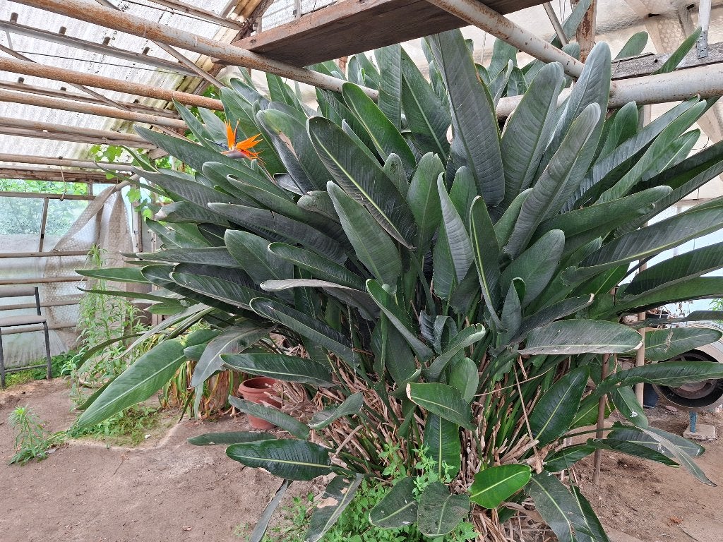 Grote strelitzia /Paradijsvogelbloem, Enlèvement