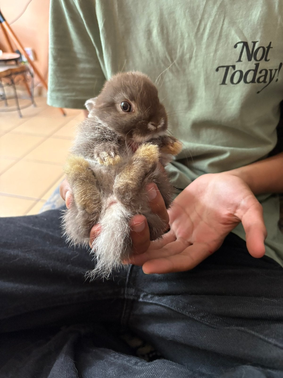 Lapin nais à vendre, Mai, Sexe inconnu