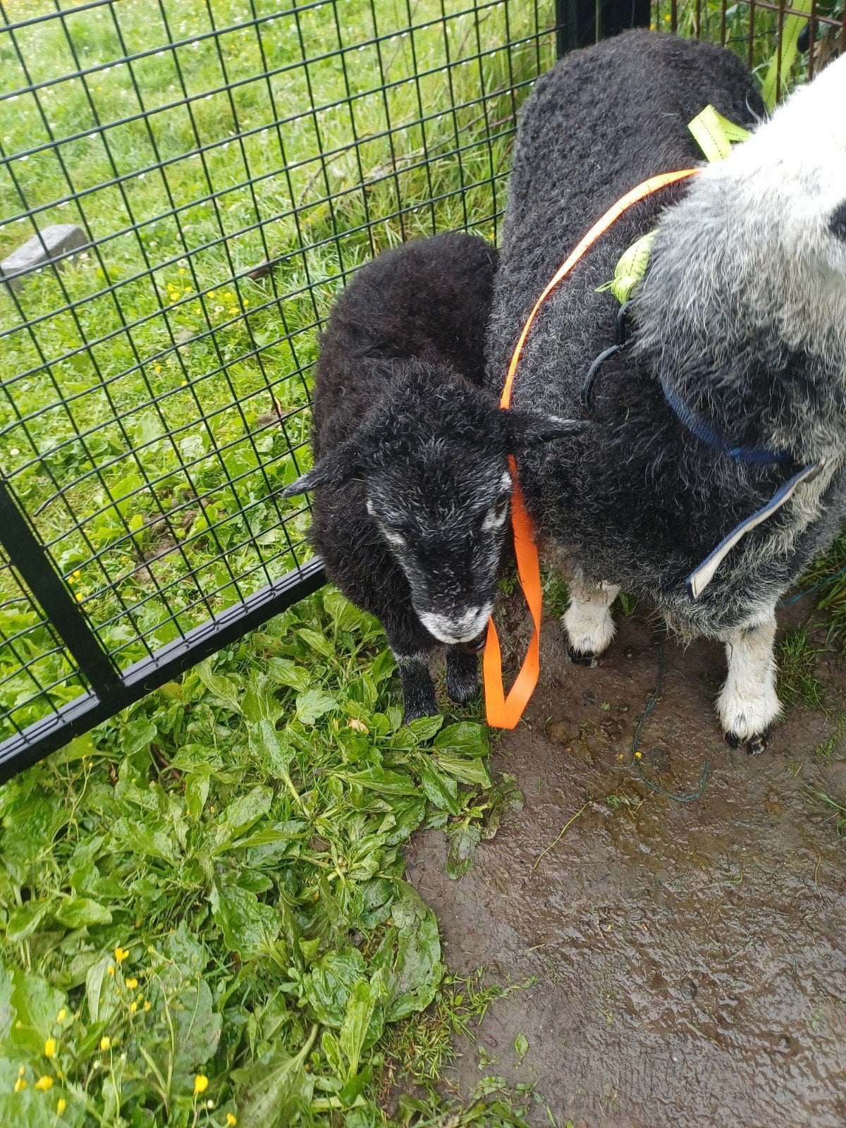 Sherdwick, bel agneau, Animaux & Accessoires, Femelle, Mouton, 0 à 2 ans