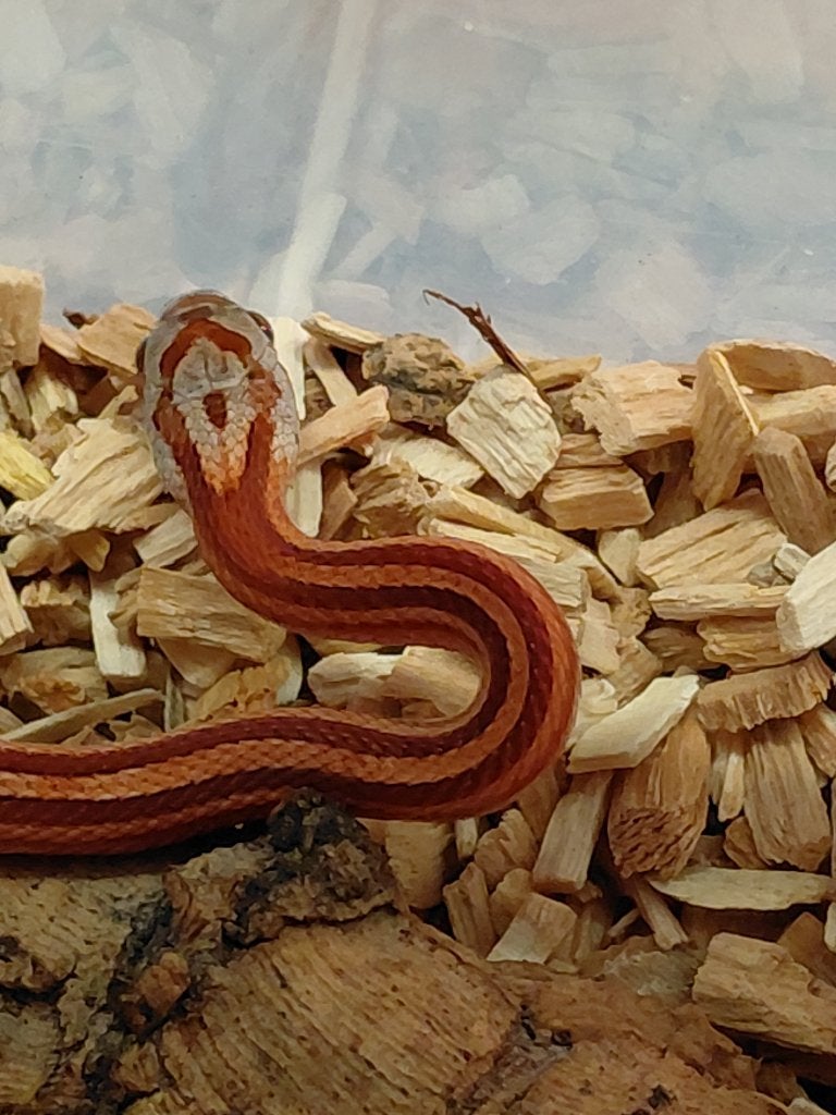 tesselles hétéroclites (mâle) en 2026, Serpent, 0 à 2 ans