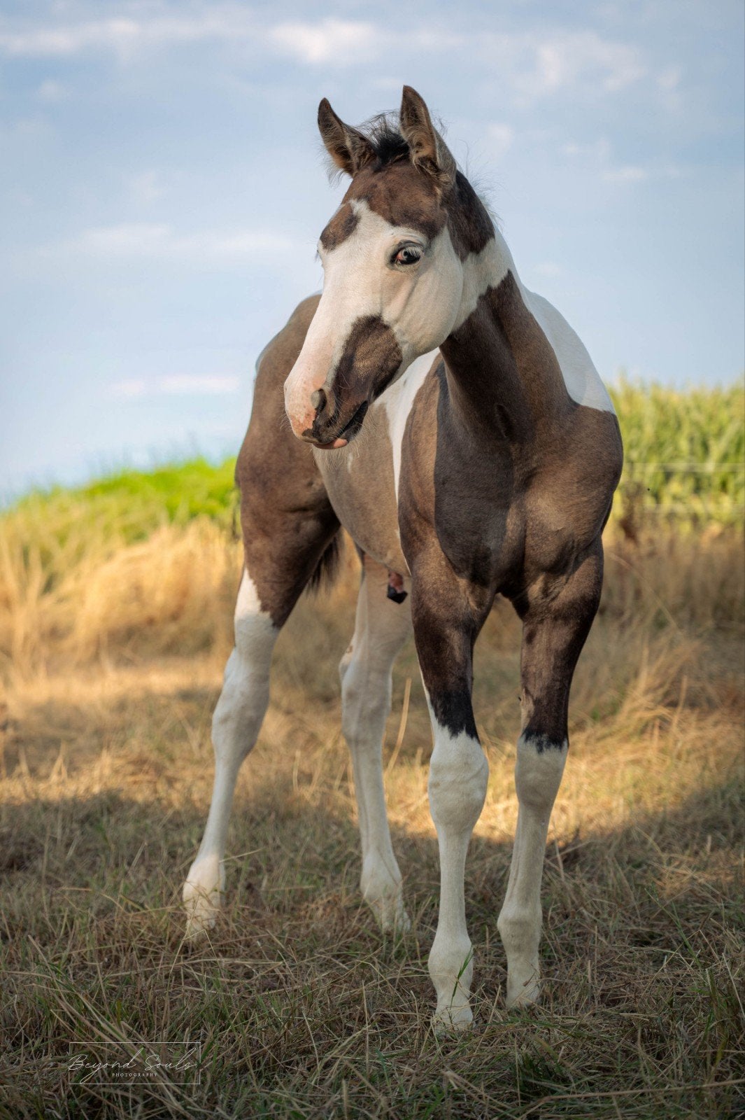 étalon Grullo Tobiano, Avec pedigree, Moins de 160 cm, Cheval western, Étalon