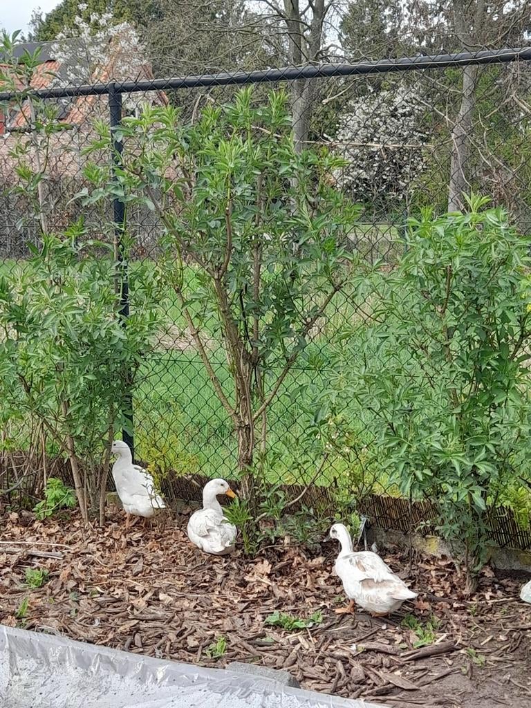Loopeend eieren, Dieren en Toebehoren, Pluimvee