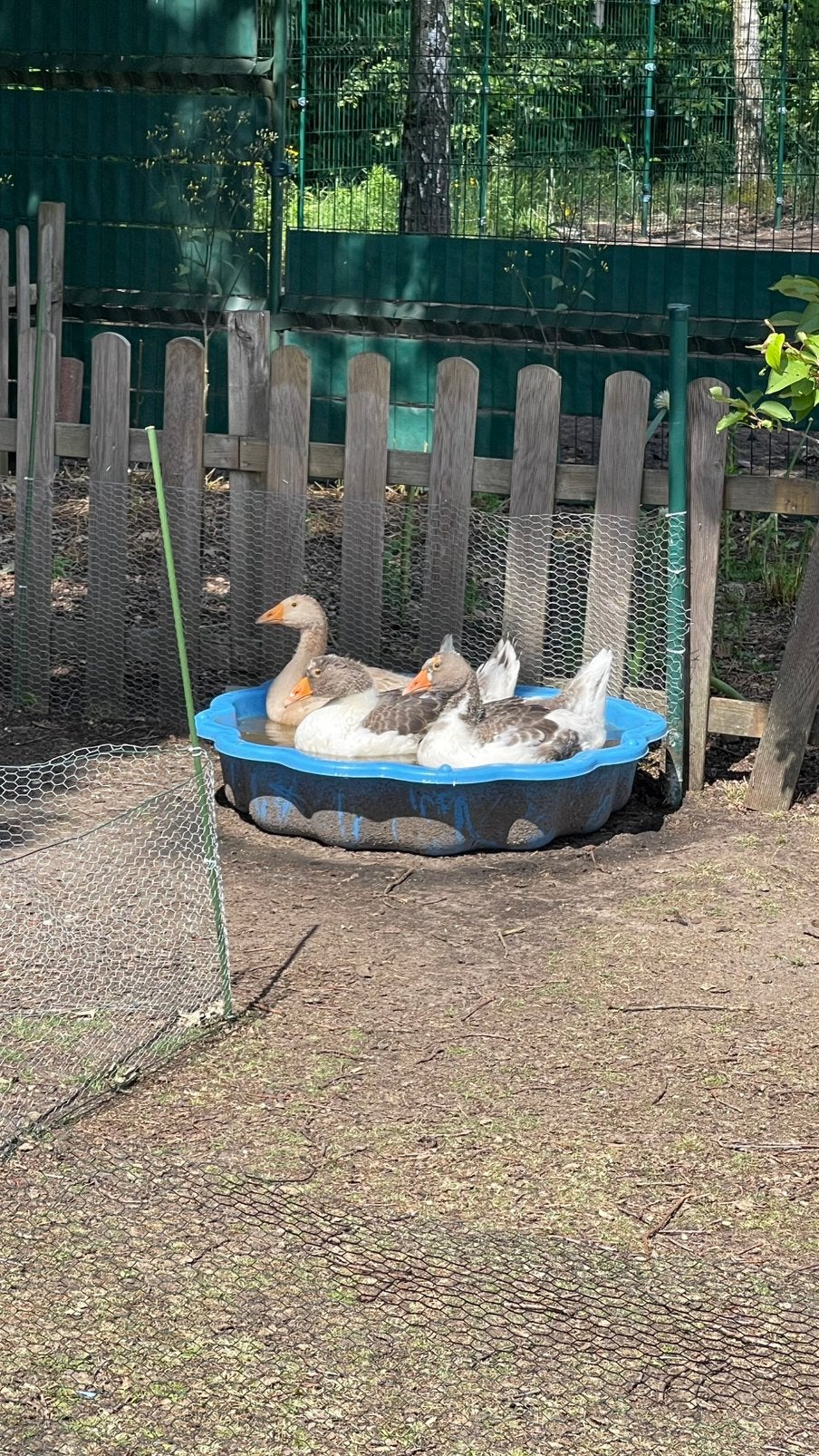 3 ganzen van 18 april, Animaux & Accessoires, Plusieurs animaux, Oie ou Cygne