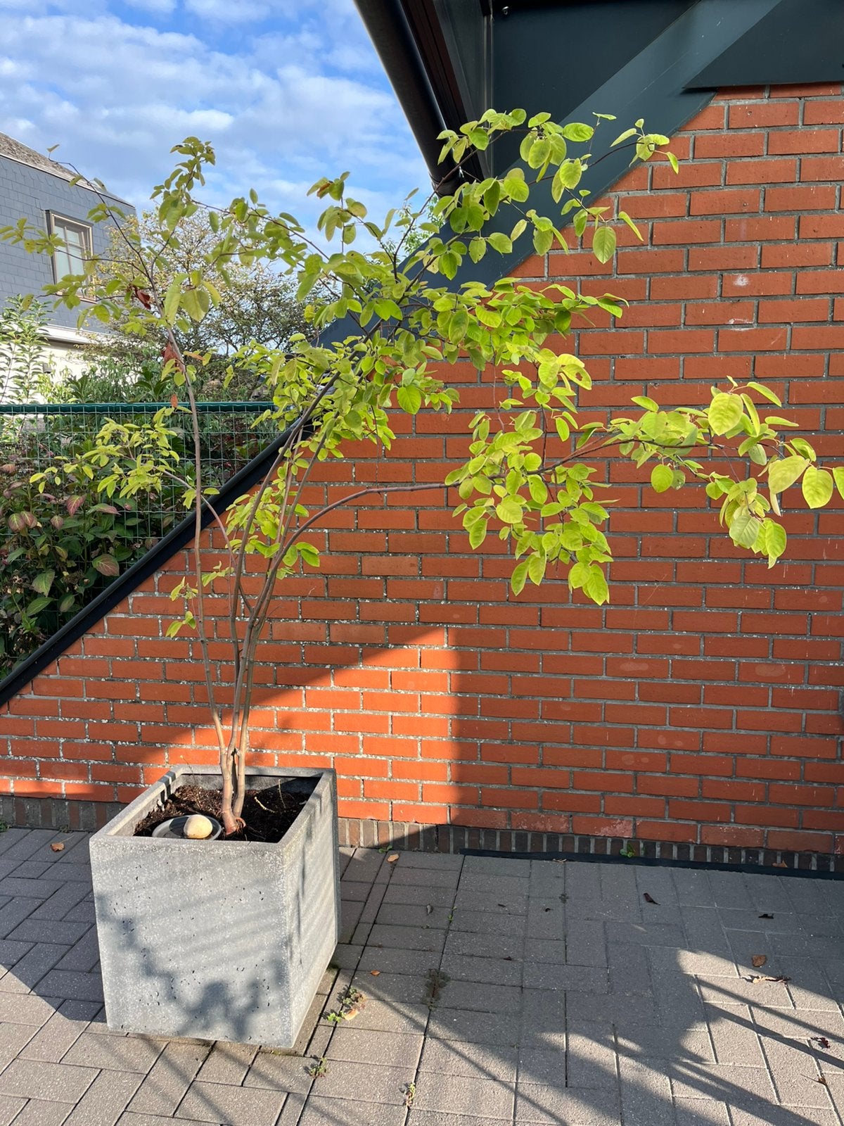Krentenboompje, Enlèvement