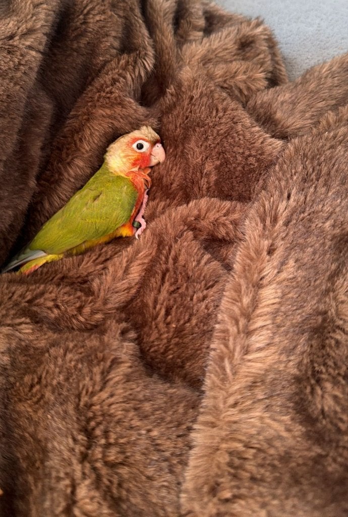 Conure ananas EAM Trés apprivoisé, Sexe inconnu, Bagué