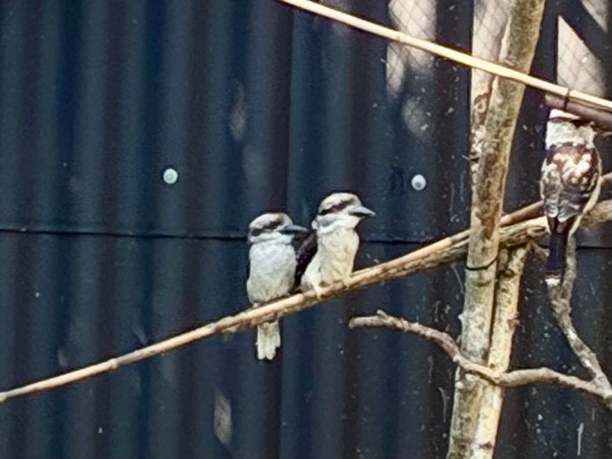 Kookaburra’s, Dieren en Toebehoren, Vogels | Overige Vogels, Meerdere dieren, Tropenvogel, Tam