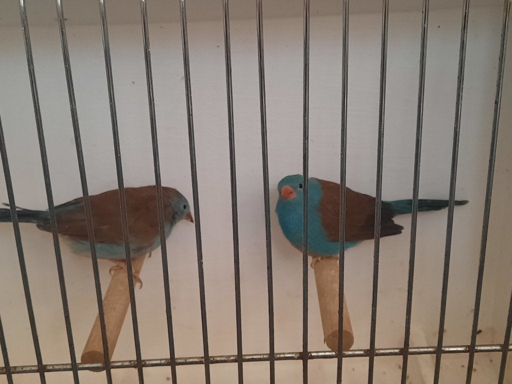 Blauwkopblauwfazantjes, Meerdere dieren, Tropenvogel, Geringd
