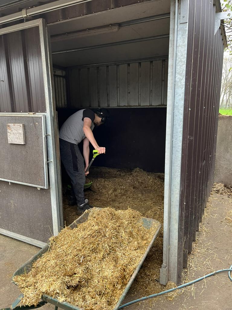 Stalhulp gezocht voor zondag, Dieren en Toebehoren, Paarden